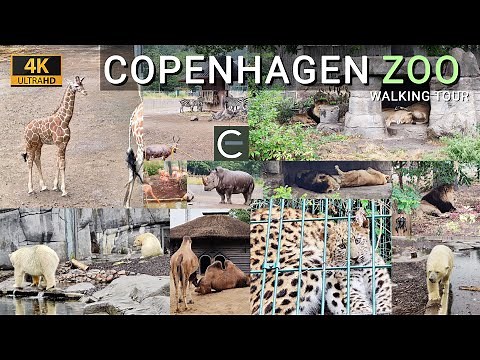 Tour At Copenhagen Zoo