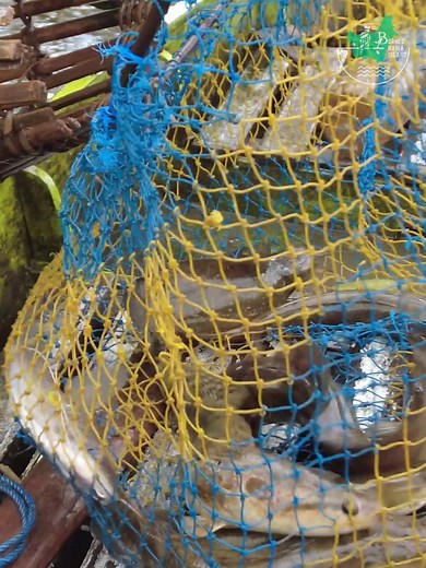 Borneo Rawa Island on Reels