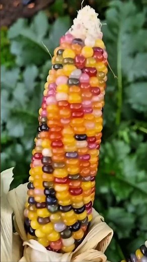 World’s Most Unique Black Corn 🌽 | Amazing Glass Gem Corn Facts