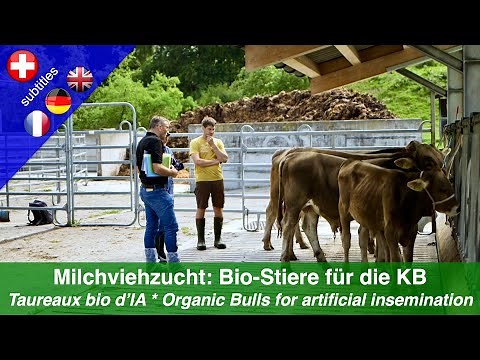 Organic dairy cattle breeding: Selecting Organic Bulls for artificial insemination