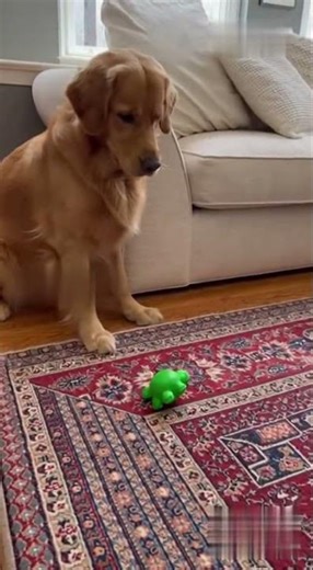Dog Drops a Toy on a Sleeping Cat… and Chaos Happens 😂🐱🐶