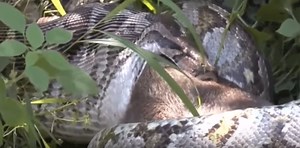Unbelievable Anaconda kills and swallows deer whole