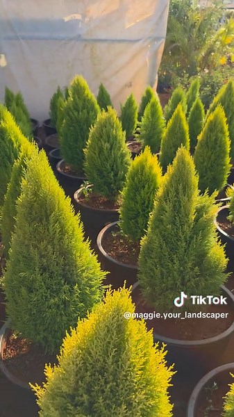 maggie.your_landscaper (@maggie.your_landscaper)’s videos with original sound - Ⓗⓞⓜⓔ ⓞⓕ Ⓡⓗⓤⓜⓑⓐ & Ⓛⓘⓝⓖⓐⓛⓐ