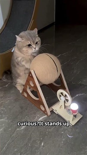 Munchkin Cat Hops Fun😽🐾