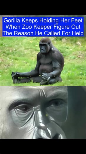 Gorilla Keeps Holding Her Feet When Zoo Keeper Figure Out The Reason He Called For Help