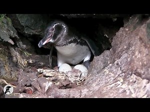 The Galápagos Penguin: A Brief Introduction