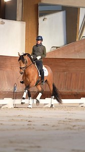 A sneak peek into the backstage training of this youngster Lusitano stallion - Restolho. Improving day by day and on his way to the next show! Wish him luck 🍀🤞🏻💖🏅 #lusitanohorse #horses #horsesofinstagram #dressage #stallion #equestrian #equine #cheval #dressagehorse #dressagestallion #competitionhorse #younghorsetraining | Prestige Lusitanos