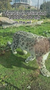 17K views · 969 reactions | Its International Snow Leopard Day ❄️...