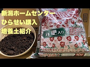 培養土紹介 新潟ホームセンター ひらせい購入 オリジナルブレンド培養土 フルボ酸配合