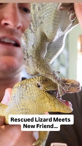 Rescued Lizard Meets New Friend…Will they get along? | Corbin Maxey