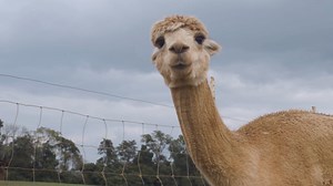 10K views · 11 reactions | Enjoy an adventure, an educational lesson and a once-in-a-lifetime experience out at the Smith Mountain Lake Alpaca Farm! Emily and Ava pay a visit. | Living in the Heart of Virginia-LHOV | Facebook