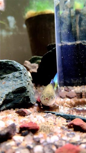 My Guppy Holding 50+ Baby 🐥| Beautiful Fancy Guppy | Guppy Giving Birth