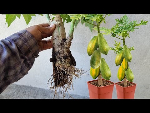 Propagar Esquejes de Papaya o Lechosa Papaya Enana en Maceta con Muchos Frutos