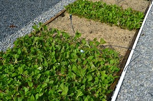 Growing Hydrangeas from Cuttings in the Fall or Winter. - Mike's Backyard Nursery