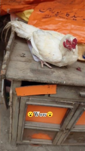 my aseel set style #shorts#birds#rooster#youtubeshorts