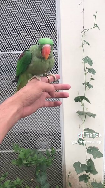 Hand Feeding Baby Parrots: A Guide for Bird Lovers