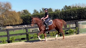 I love the ‘try’ that Vinnie exudes - it’s not easy changing codes as a 10yo! He’s a really nice fellow, moves nicely enough, and hints of a jump too (video to come). Leggy 16.1hh-ish by Lope de Vega - won a respectable $14 million HK$ on the track so clearly tried hard on the track too. However doesn’t seem inclined to want to show us any of his speed thus far. 🧡🏇 | EventStars Ltd