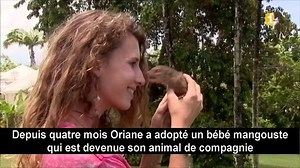 Insolite: en Guadeloupe une adolescente s'est liée d'amitié avec… une mangouste! Depuis quatre mois la jeune fille et l'animal, pourtant sauvage sont inséparables… Regardez ce reportage de Guadeloupe 1ere | La 1ère