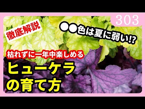 【ガチ生産者が徹底解説】ヒューケラの育て方 園芸 ガーデニング 初心者 by 園芸チャンネル 303