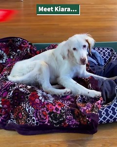 Kiara, a 20 year old rescue had been struggling with painful joints for a months. Kristen, the owner of Vintage Pet Rescue where Kiara lives asked if we could help, so we started sending Kiara some of our joint supplement, Move. And the change has been incredible. She's unstoppable now! Click below to see how Move could help your dog's joints and mobility. | Front of the Pack