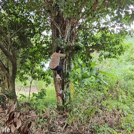 The ending for the mean aunt when Diem learns about the bad guy's dangerous plot | Ly Tieu Ly