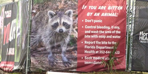 Marion County health officials warn of rabies after raccoon tests positive near Belleview