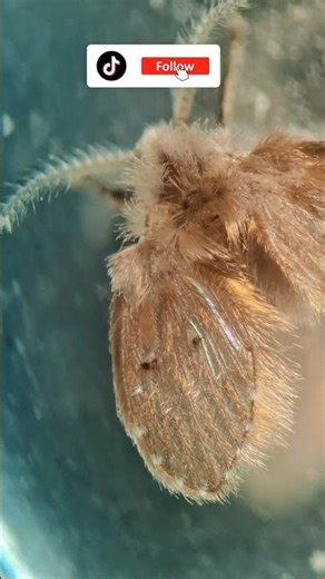 This Is What a Moth Really Looks Like 🔬🦋 #Shorts