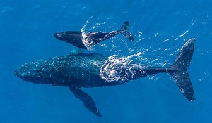 How Do Humpback Whales Communicate With Each Other?