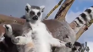 2.5M views · 10K shares | Me extended edition commentary of lemurs sunbathing. | Ozzy Man Reviews | Facebook