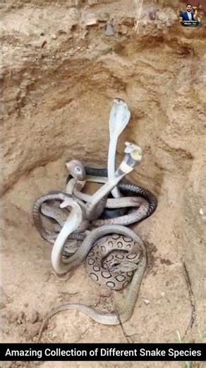 Amazing Collection of Different Snake Species #snake #wildliferescue #wildlife #rescueefforts