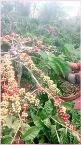 Robusta coffee south of the Are River, South Sumatra #kopirobusta #coffee #sumsel | Thecoffedaya