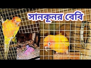 সানকনূর বেবি দুই টা বড়ো হয়েছে।।