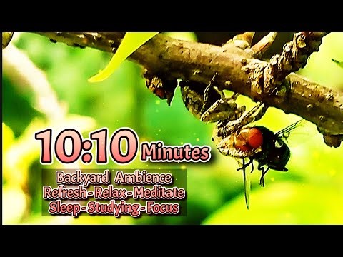 10:10 Minute Backyard Nature Ambience | Relaxing Outdoor Sounds for Meditation & Focus
