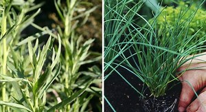 Quelles plantes aromatiques planter ensemble ?