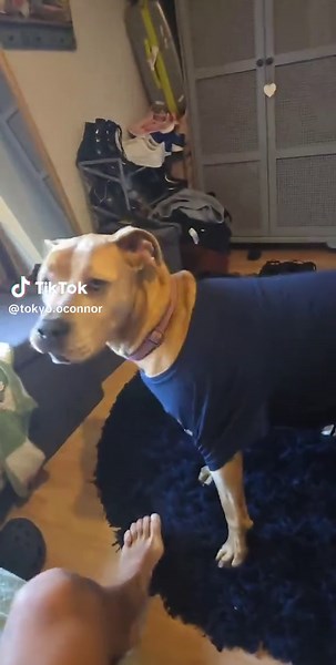 i hope Tokyo likes my clothes🤣🤣 #fyp #dogs #funnydog #viral #tokyo