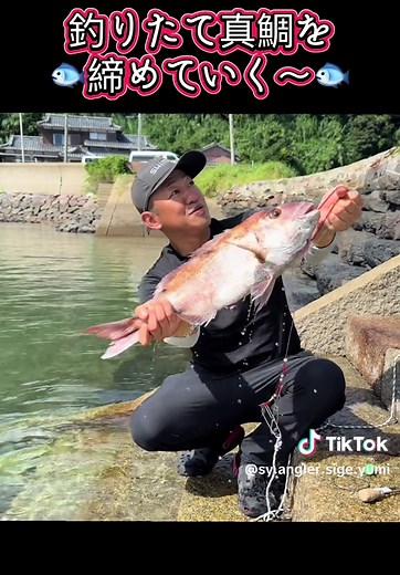 真鯛を締める方法と血抜きの手順