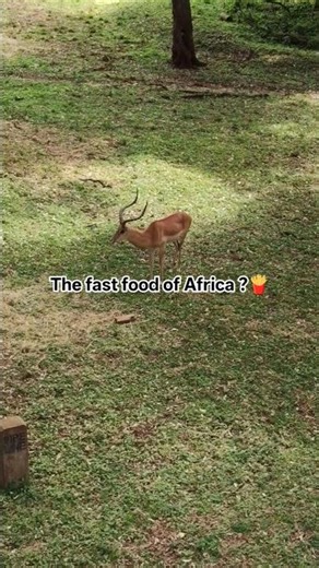 How to Spot an Impala Instantly (The "M" Trick! 🍔)