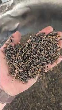 AMD Various pepper/chili classification and color sorting/sorter machine