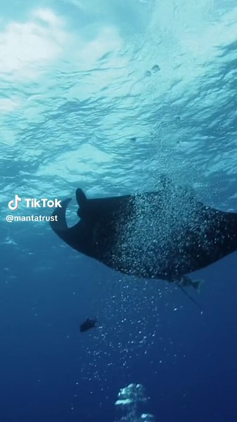 Black colour morph manta rays are extremely rare to see but if you are lucky enough to come face to face with one they are truly stunning! 🎨Most manta rays are of the chevron colour morph; mostly black on top with a white belly and black spots beneath. Rarer though, is the dramatic black morph manta. These ninja rays are completely black on top and mostly black beneath too with only a few white spots on their belly. There are black morphs of both oceanic and reef mantas but the ‘black’ gene is 