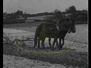 Early Farming Ploughing With Horses 1930s