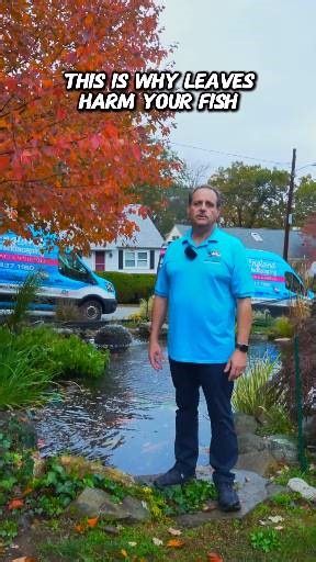 Protect your fish from these nasty leaves this fall season! 🍂 Need your pond netted before it's too late? visit our website and book your netting today www.iloveponds.com | I Love Ponds.com