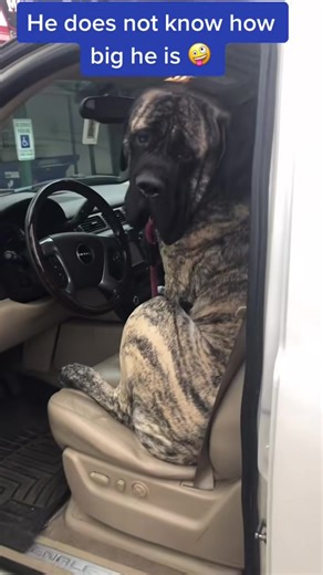 Understanding the English Mastiff Breed