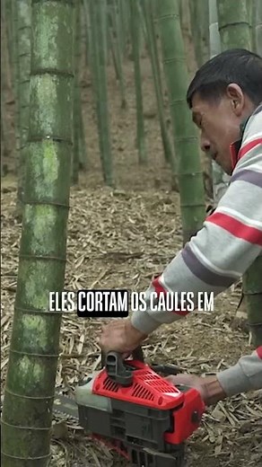Você sabia que o bambu pode ser transformado em produtos super sustentáveis?