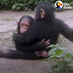 48M views · 1.2M reactions | When this orphaned baby chimp arrived at a sanctuary, he was so terrified that he wouldn't let anyone touch him. Then he met a friend who changed EVERYTHING  | The Dodo | Facebook