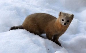 Sable ~ Everything You Need to Know with Photos | Videos