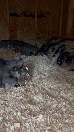 5.4K views · 421 reactions | Look at how clean they keep their barn !!! They wouldn’t dare poop or pee in there. Dolly was too busy eating to go to bed just yet 藍 Goodnight Friends | Gingy & Edders | Facebook