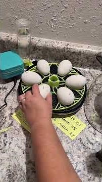 How To Candle Hatching Eggs #chicks