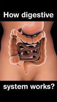 Human Digestive System Explained Step by Step | 3D Medical Animation