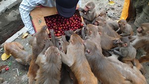 60K views · 10K reactions | Feeding plum to beautiful monkey families and heavy meal for stray dogs | Feeding Animal | Facebook