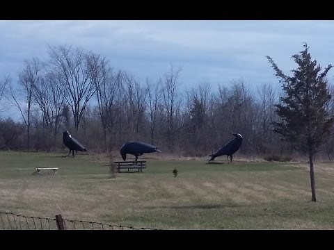 Have You Seen the 3 Giant Crows in Upstate New York